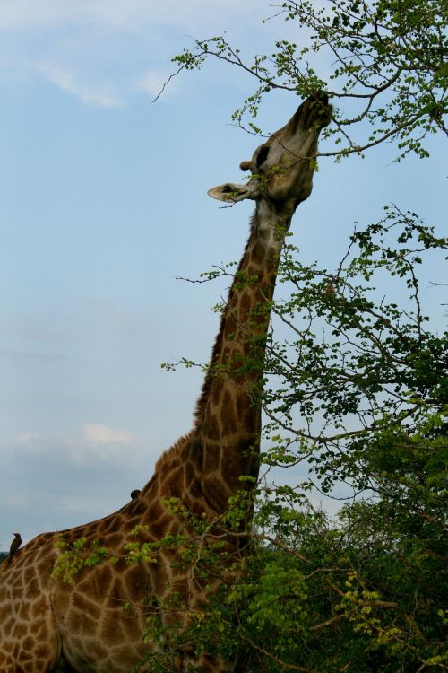 Afrika, Pietų Afrika, Žirafa, Žirafa Valgantys Lapai, Laukinė Gamta, Safari