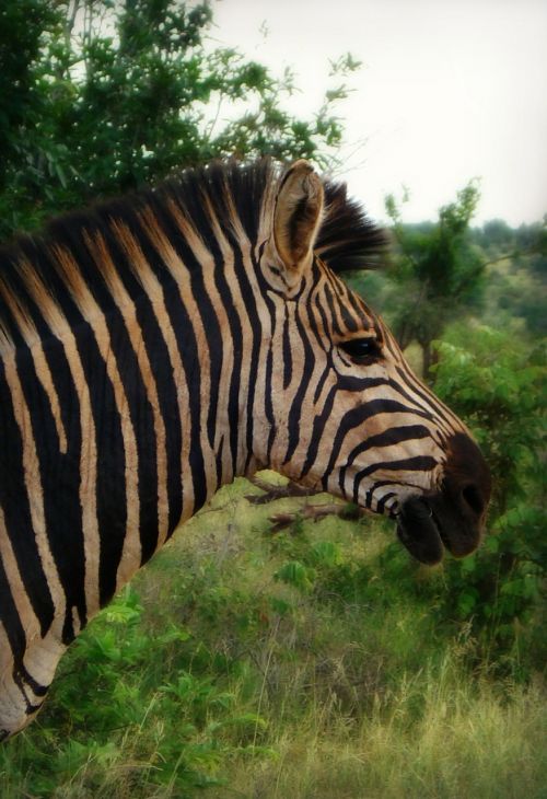 Afrika, Pietų Afrika, Zebra, Zebra Profilis, Savanna, Gamta, Gyvūnas, Žinduolis