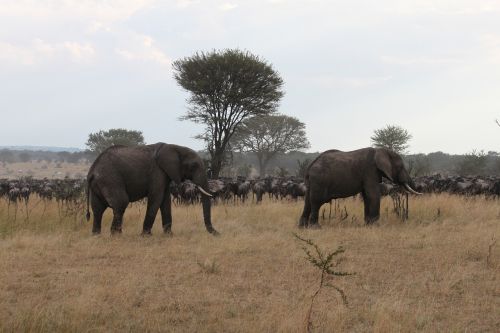 Afrika, Safari, Laukinė Gamta, Kenya, Tanzanija, Seringeti, Dramblys, Puiki Migracija