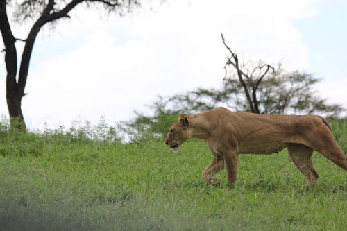 Afrika, Tanzanija, Tarangire, Liūtas, Liūtas, Laukinis Gyvūnas, Safari, Laukinė Gamta, Gyvūnų Pasaulis, Laukiniai, Nacionalinis Parkas, Dykuma, Gamta