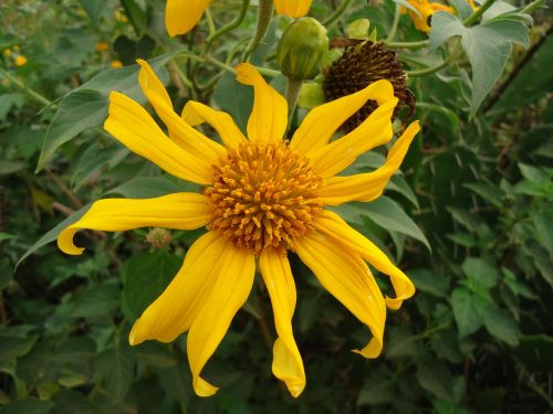 Afrika, Kenya, Gėlė, Gamta, Augalas, Flora, Vietiniai, Botanika