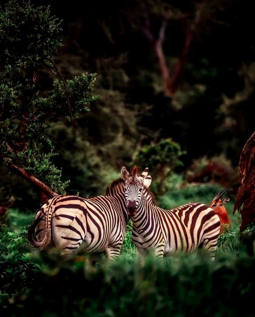 Afrika, Zebra, Gyvūnai, Laukinė Gamta, Safari, Kraštovaizdis, Gamta, Lauke, Miškas, Džiunglės