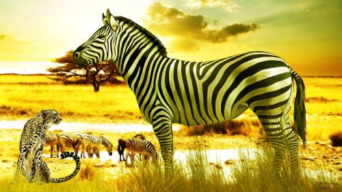 Afrika, Zebra, Savana, Laukinė Gamta, Nacionalinis Parkas, Zambija, Gepardas