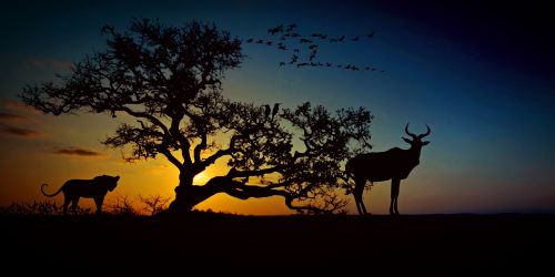 Afrika, Gyvūnų Pasaulis, Dykuma, Savana, Gamta, Leopardas, Bock, Medis, Stepė, Gyvūnas, Safari, Nacionalinis Parkas, Dangus, Kraštovaizdis, Vakarinis Dangus, Saulėlydis, Ataka, Laukiu, Atmosfera, Nuotaika, Afterglow, Dramos, Abendstimmung, Romantiškas, Apšvietimas, Atgal Šviesa, Siluetas, Komponavimas