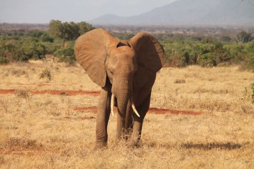 Afrika, Kenya, Kelionė, Safari, Gamta, Rytų Afrika, Laukinis Gyvūnas, Žinduolis, Kilimandžaras, Gyvūnai