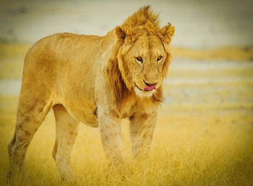 Afrika, Tanzanija, Serengečio Nacionalinis Parkas, Liūtas, Laukinė Gamta, Safari, Serengeti, Gyvūnai, Gamtos Serengetis, Laukiniai, Gamta, Gyvūnas