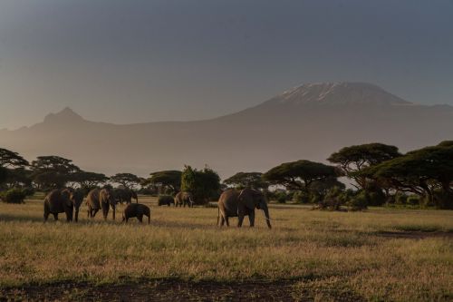 Afrika, African Bush Dramblys, Dideli Penki, Dramblys, Kenya, Gamta, Rytų Afrika, Proboscidea, Žinduoliai, Gyvūnai