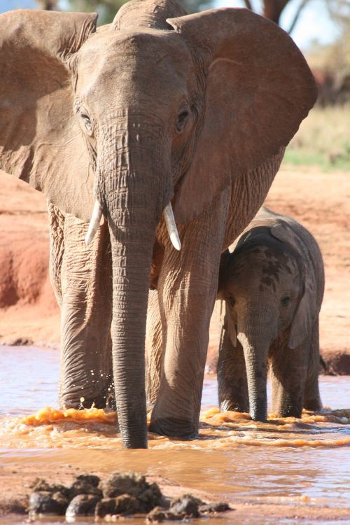 Afrika, Kenya, Vanduo, Drambliai, Safari