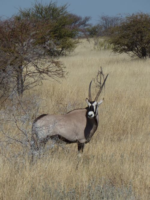 Afrika, Namibija, Gyvūnai, Antilopė, Oryx