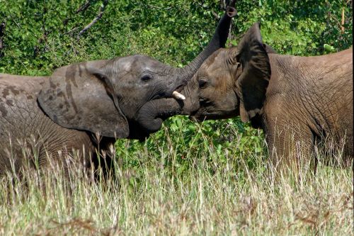Afrika, Dramblys, Kruger Parkas