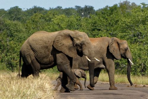 Afrika, Kruger Parkas, Dramblys