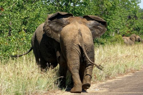 Afrika, Kruger Parkas, Dramblys