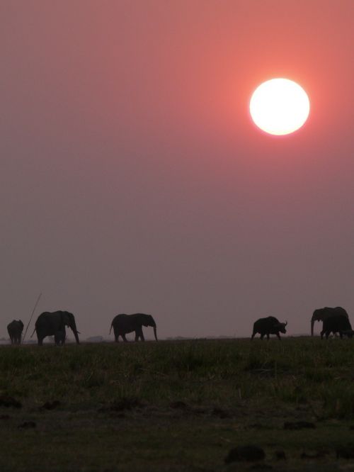 Afrika, Botsvana, Dramblys, Saulėlydis, Chobe