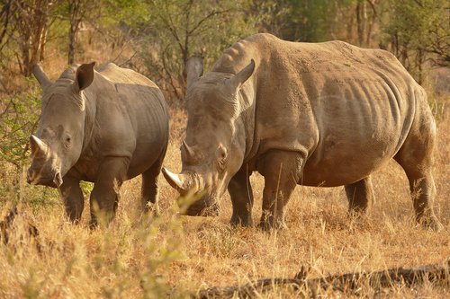 Afrikoje,  Rhino,  Safari,  Gyvūnas,  Kelionė,  Pavojus,  Gamta