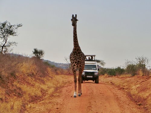 Afrikoje,  Gyvūnai,  Žirafa,  Gyvūnijos Pasaulyje,  Laukinis Gyvūnas