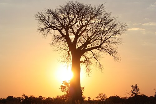 Afrikoje,  Medis,  Baobab,  Abendstimmung,  Botsvana,  Pobūdį,  Kraštovaizdis,  Saulėlydžio,  Gamtovaizdis Gamta