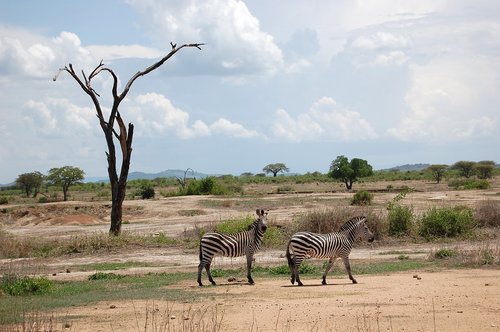 Afrikoje,  Safari,  Tanzania,  Zebrai