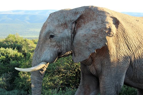 Afrikoje,  Iš Arti,  Straubliukas,  Iltimis,  Pietų Afrika,  Dykuma,  Gyvūnijos Pasaulyje,  Dramblys,  Žinduolis,  Pobūdį,  Gyvūnas,  Gyvūnų Portretas