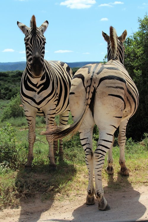 Afrikoje,  Pietų Afrika,  Nacionalinis Parkas,  Zebra,  Zebrai,  Iš Arti,  Dykuma,  Gyvūnijos Pasaulyje,  Gyvūnai,  Arkliai,  Pobūdį,  Gyvūnijos