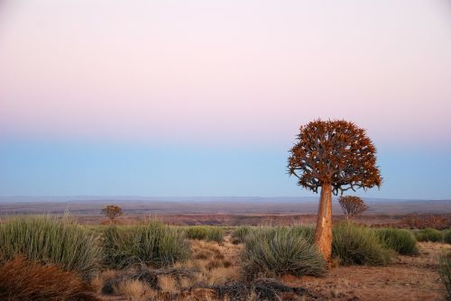 Afrika, Saulėtekis, Drožlė Medis, Augalas, Namibija