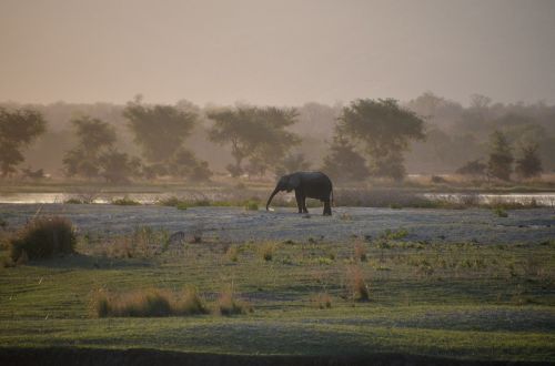 Afrika, Dramblys, African Bush Dramblys, Manapoliai, Zimbabvė