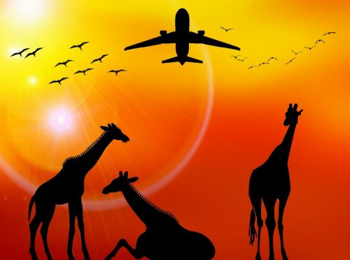 Afrika, Saulė, Šventė, Žirafos, Paukščiai, Orlaivis, Laukinė Gamta, Safari