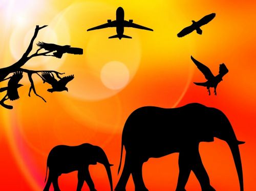 Afrika, Saulė, Šventė, Dramblys, Paukščiai, Orlaivis, Laukinė Gamta, Safari