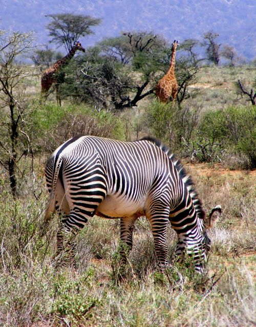 Afrika, Laukinė Gamta, Zebra, Grevy Zebra, Žirafa, Safari, Gyvūnas, Žinduolis, Dykuma, Savanna, Kenya