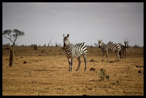 Afrika, Zebra, Gyvūnas, Dryžuotas, Laukiniai