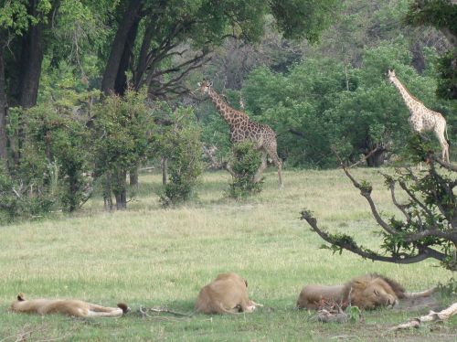 Afrika, Botsvana, Gyvūnai, Okavango Delta, Liūtys, Žirafos
