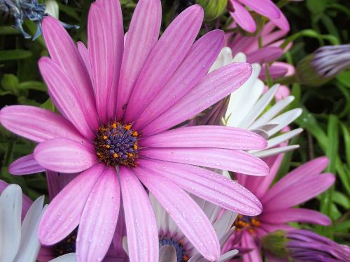 African Daisy, Daisy, Gėlė, Osteospermas, Vandens Lašai, Makro, Augalas, Lietaus Lašai, Gamta, Laukiniai, Rožinis, Balta, Violetinė, Gėlės, Hartbeespoort Užtvankos, Pietų Afrika, Fotografija, Iš Arti, Augalai, Vanduo, Dimorphotheca Jucunda, Osteospermum Barberae