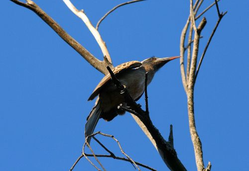 African Gray Hornbill, Paukštis, Moteris, Medis, Sausas, Sustingęs