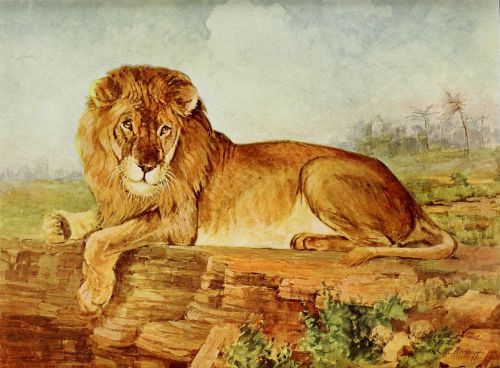 Afrikinis Liūtas, Vyriškas Liūtas, Laukinė Gamta