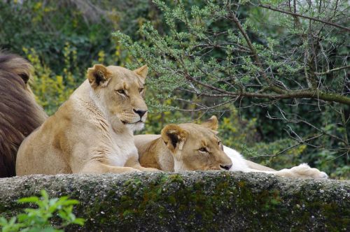 African Lioness, Tawny, Kačių, Zoologijos Sodas