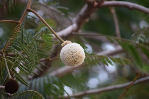 Arabų Saldžiavaisio Medis, Gėlė, Parkia Biglandulosa