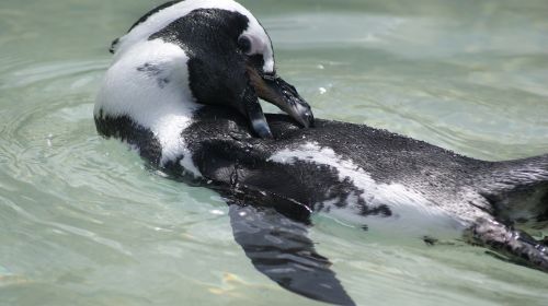 Afrikinis Pingvinas, Maudytis, Zoologijos Sodas, Vilhelma, Vanduo, Pingvinas