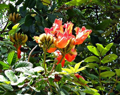 African Tulip, Fontanas, Rudrapalash, Spathodea Campanulata, Bignoniaceae, Gėlė, Raudona, Pumpurai, Dharwad, Indija