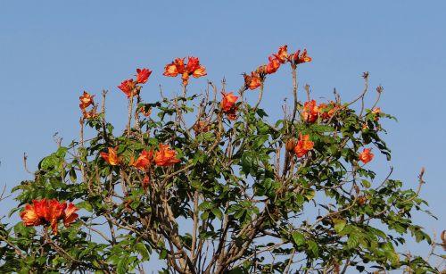 African Tulip, Gėlė, Medis, Raudona, Nrupatunga Betta, Hubli, Indija
