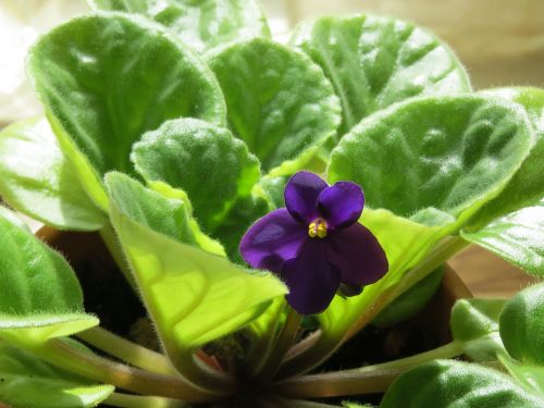 African Violet, Gėlė, Violetinė, Augalas, Violetinė Gėlė, Kambarinis Augalas, Saintpaulia, Gesneriaceae, Žydėti