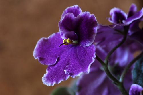 African Violets, Gėlė, Makro