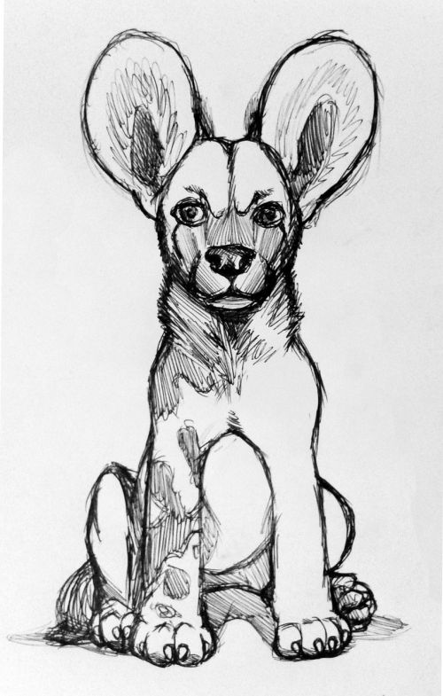 African Wild Dog, Piešimas, Projektas