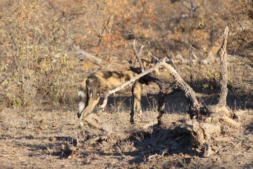 African Wild Dog, Kruger, Afrika
