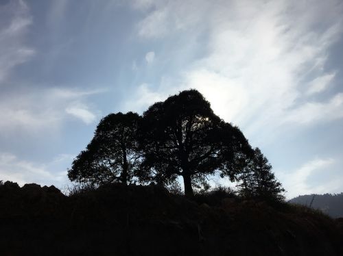 Po Pietų Saulė, Dideli Medžiai, Šešėlis, Profilis