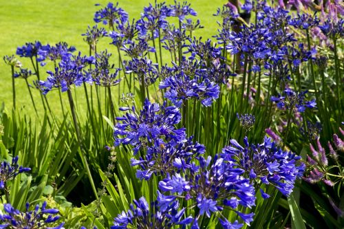 Agapanthus Gėlės,  Tamsiai Mėlyna,  Rhs Hyde Salės Sodas