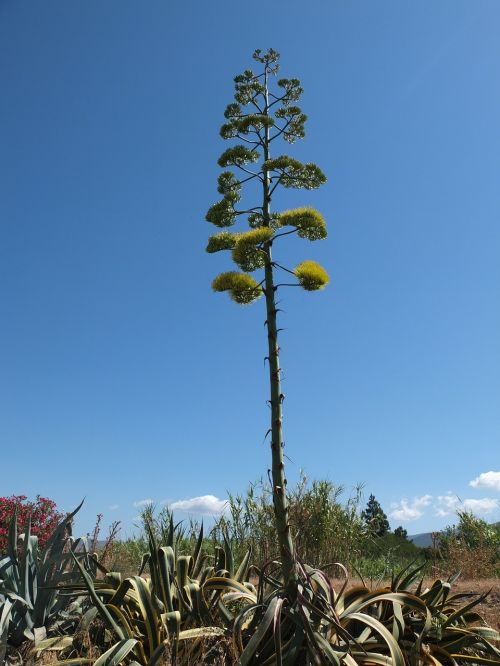 Agavė, Žiedynas, Agavengewächs, Liliaceae, Agavos Gėlė, Augalas, Gentis, Sardinija