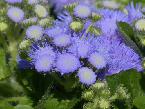 Ageratum Houstonianum, Blueme, Žiedas, Žydėti, Mėlynas, Violetinė, Kompozitai, Asteraceae, Ageratum