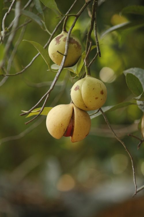 Žemdirbystė, Maistas, Šviežias, Vaisiai, Žalias, Sveikas, Natūralus, Gamta, Muskato Riešutas, Mityba, Ekologiškas, Skanus, Vegetariškas, Vitaminas, Geltona, Raudona, Mityba, Šviežumas, Atogrąžų, Valgymas, Lapai