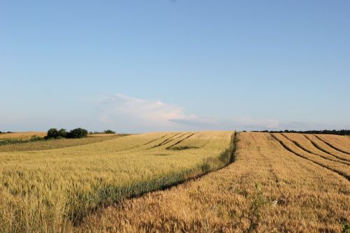 Žemdirbystė, Kvieciai, Laukas, Derlius, Augalas