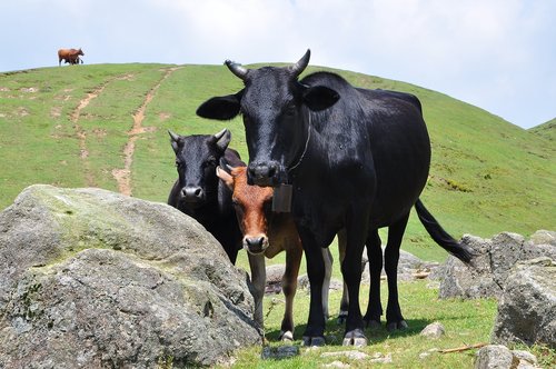 Žemdirbystė,  Žolė,  Karvė,  Hayfield,  Ūkis