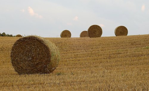 Žemdirbystė,  Derlius,  Laukas,  Kraštovaizdis